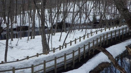 大正池から田代橋間の木道積雪状況