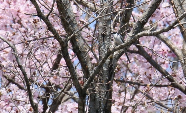 桜の枝にとまるサンショウクイ