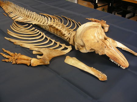 なごや生物多様性センター提供：藤前干潟に座礁したスナメリの骨格標本