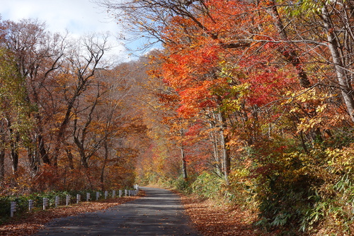 雑魚川渓谷の車道沿いの紅葉