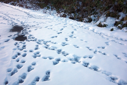 ニホンザルの群れの足跡