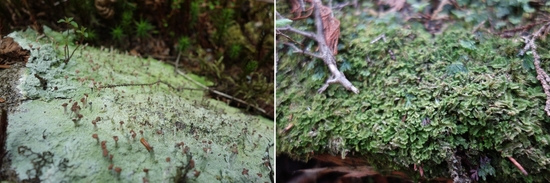 林床の蘚苔類と地衣類