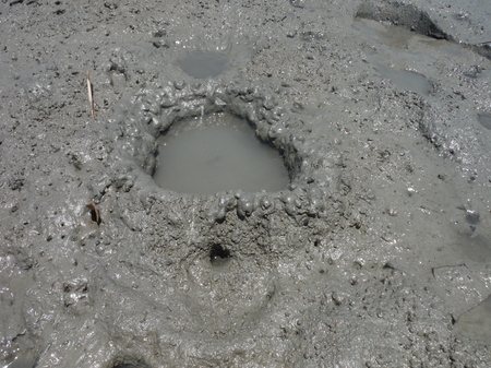 藤前干潟 トビハゼの巣穴 クレーター型