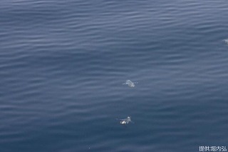 写真：潜水するカンムリウミスズメ