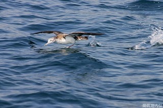 写真：海面を助走して飛び立つオオミズナギドリ