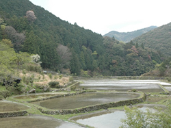 写真:三重県伊勢市(早春の頃)