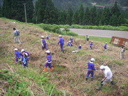 写真:福井県勝山市(ススキの刈取り)