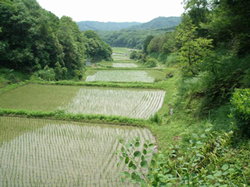 写真:三重県志摩市(ウバメガシ、シイ、カシなど)