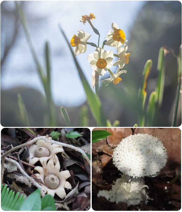 冬の終わりに咲きはじめるニホンズイセン、星形の外皮を持つツチグリ、突起物が特徴的なシロオニタケの写真です。ニホンズイセンはスイセンの仲間で、小ぶりの白い花をいくつかつけ、いい香りで楽しませてくれます。ツチグリは地面に落ちている木の実のように見えますが、きのこの仲間です。シロオニタケは真っ白なきのこで、かさの部分は突起物に覆われています。