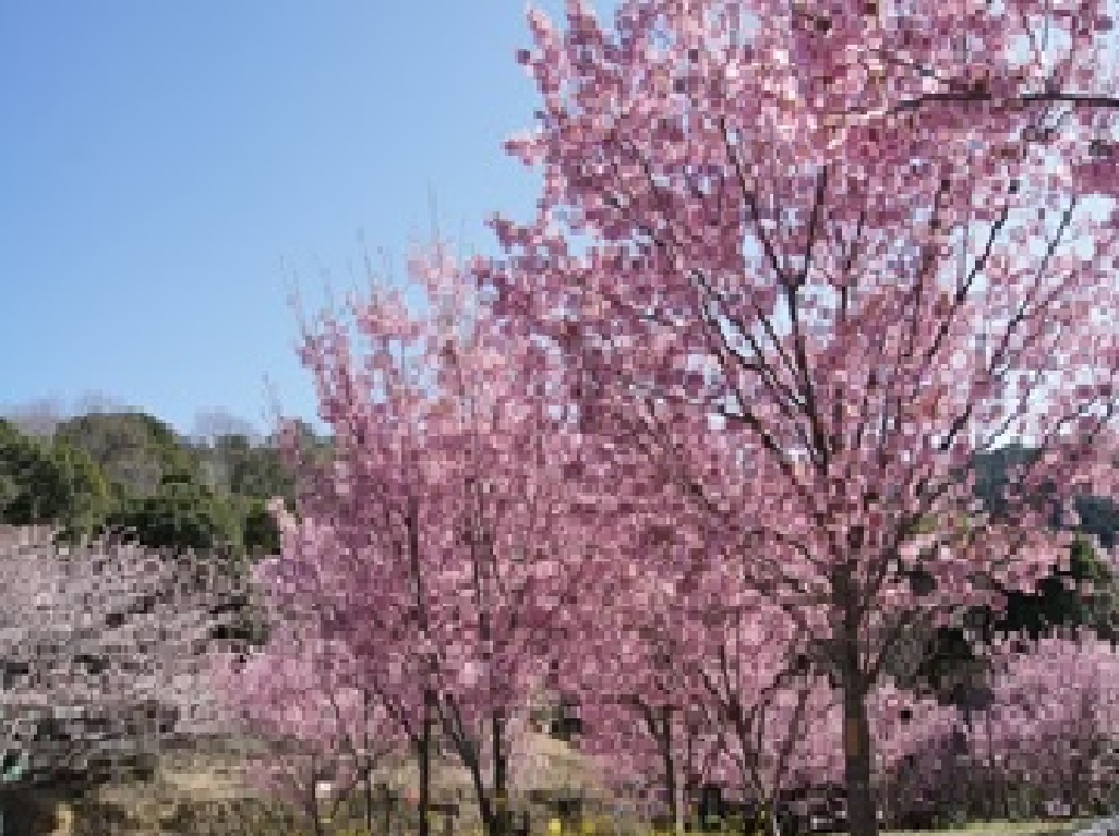 横山で見られる桜の木々の写真です。