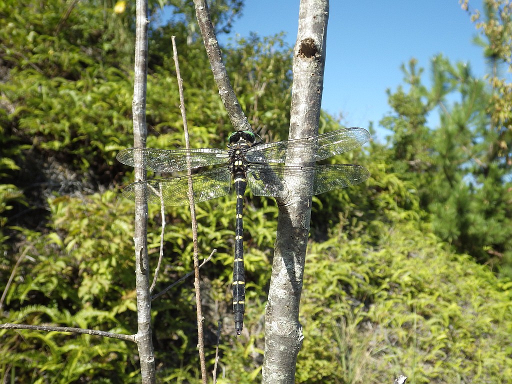 木の枝に、大きく立派なオニヤンマがとまっている写真です。その体には、黄色と黒の縞模様があります。