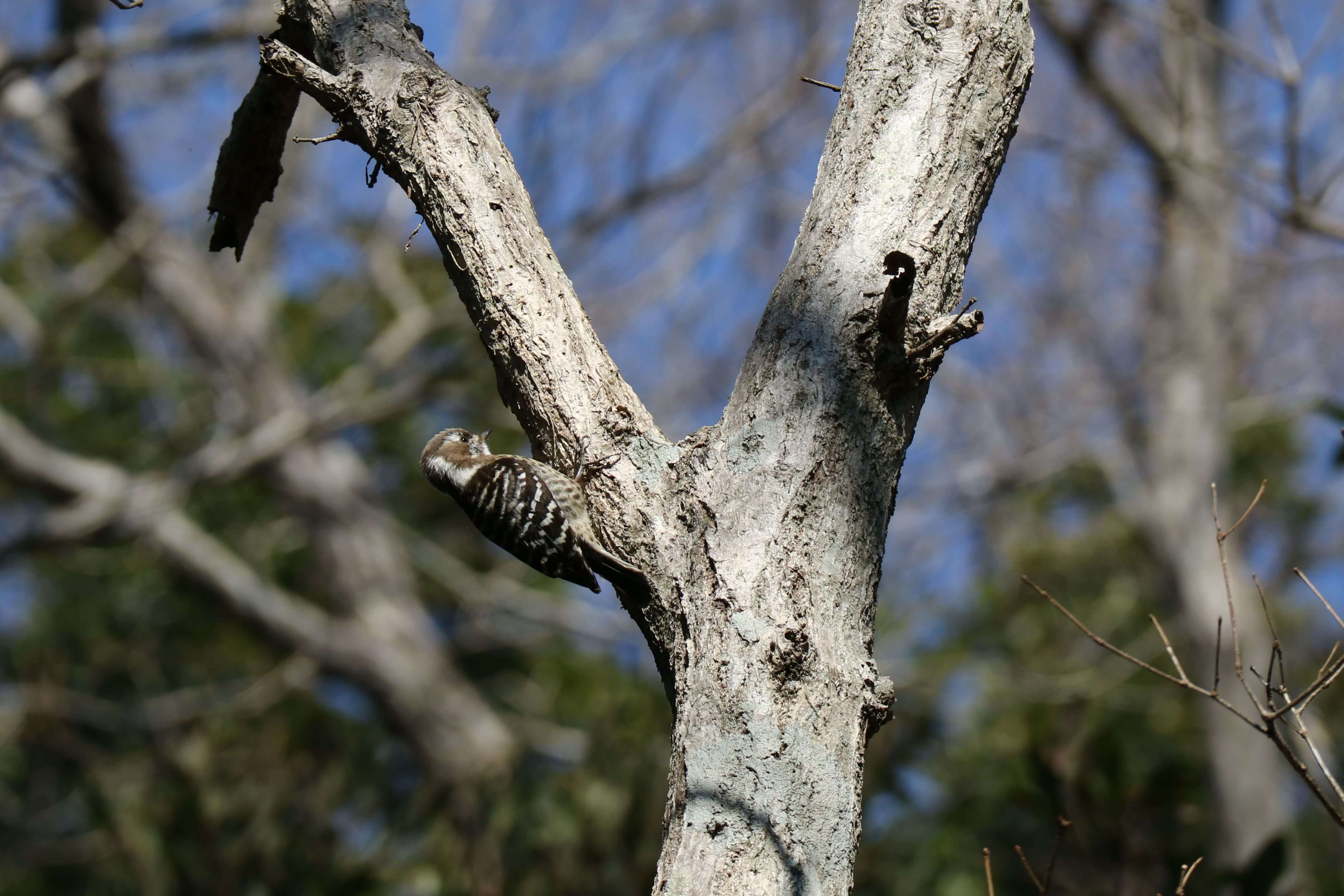 コゲラが冬枯れの木の幹にとまっている写真です。コゲラは小型のキツツキの仲間で、白と黒のまだら模様の羽根が特徴です。