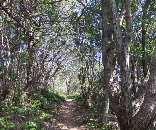 ウバメガシをはじめとする常緑広葉樹の林の中を、細い道が通っています。木々が多く、頭の上を覆っているので、木のトンれるのように感じられます。