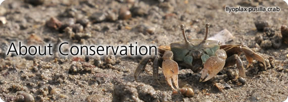 About Conservation