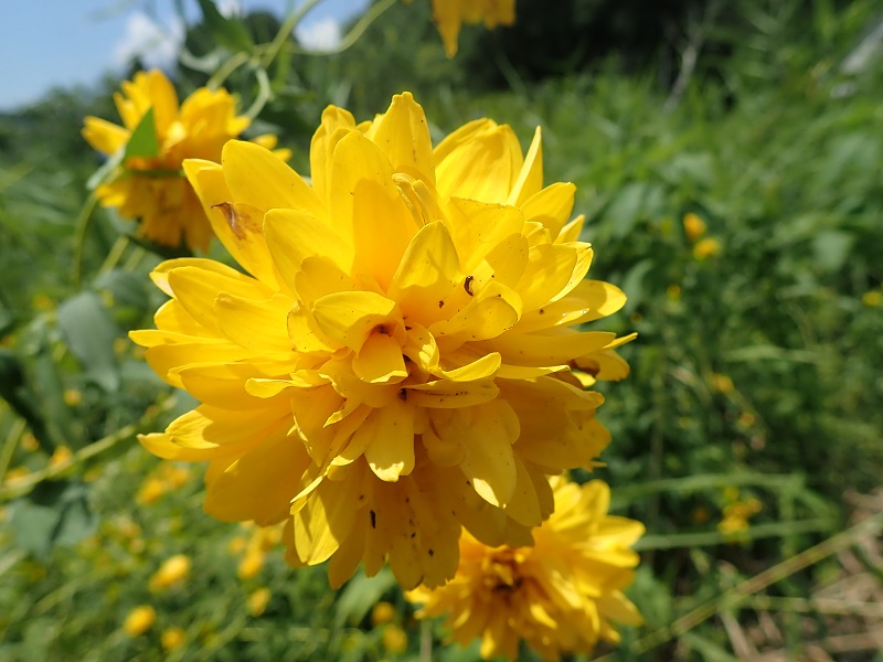 黄色い花に要注意 夏編 中部地方環境事務所 環境省