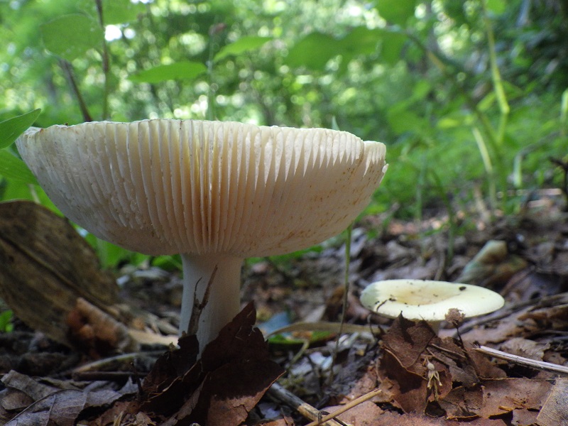 古池種池キノコざかり | 中部地方環境事務所 | 環境省