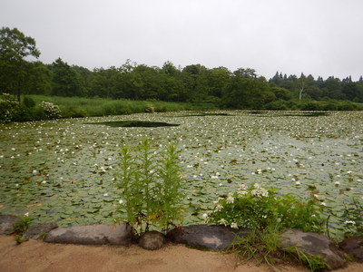 いもり池を覆うスイレン