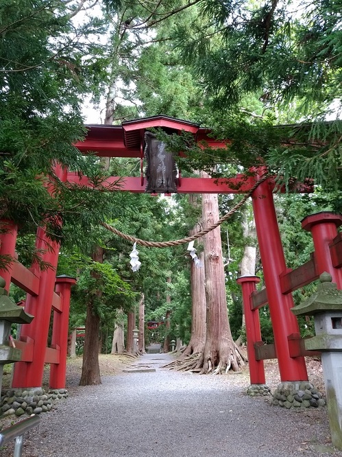 04宇賀神社の杉並木