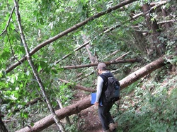 08往生寺～葛山への登山道は倒木いっぱい