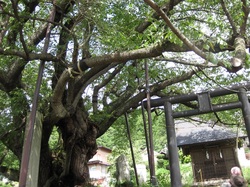 17素桜神社の桜の巨木！