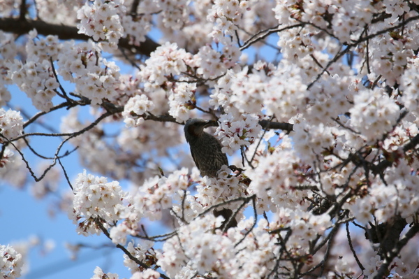 満開の桜と蜜を吸いに来たヒヨドリ