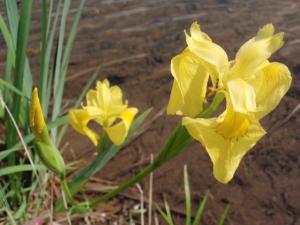 アクティブ レンジャー日記 中部地区 まいめの池のキショウブ駆除作業