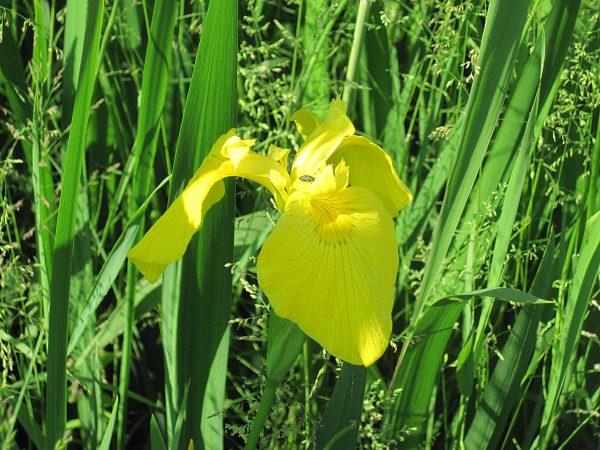 アクティブ レンジャー日記 中部地区 外来生物 キショウブ 駆除作戦