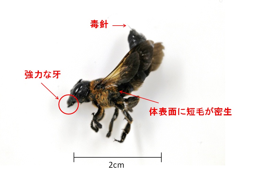 センターのウッドデッキの柱に住み着く生命 中部地方環境事務所 環境省