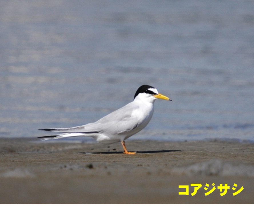 藤前干潟に飛来した白い鳥 | 中部地方環境事務所 | 環境省