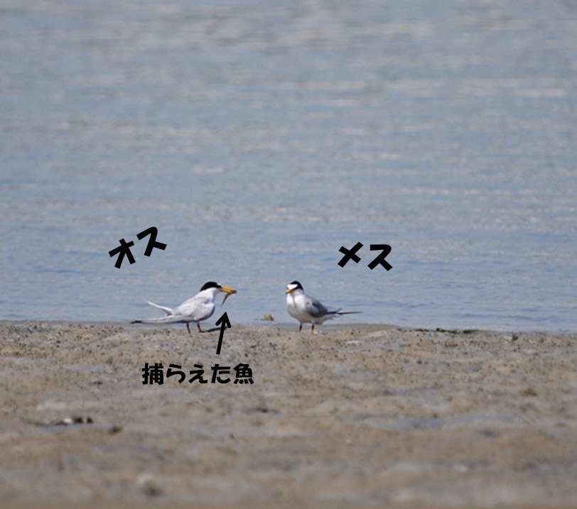 藤前干潟に飛来した白い鳥 | 中部地方環境事務所 | 環境省