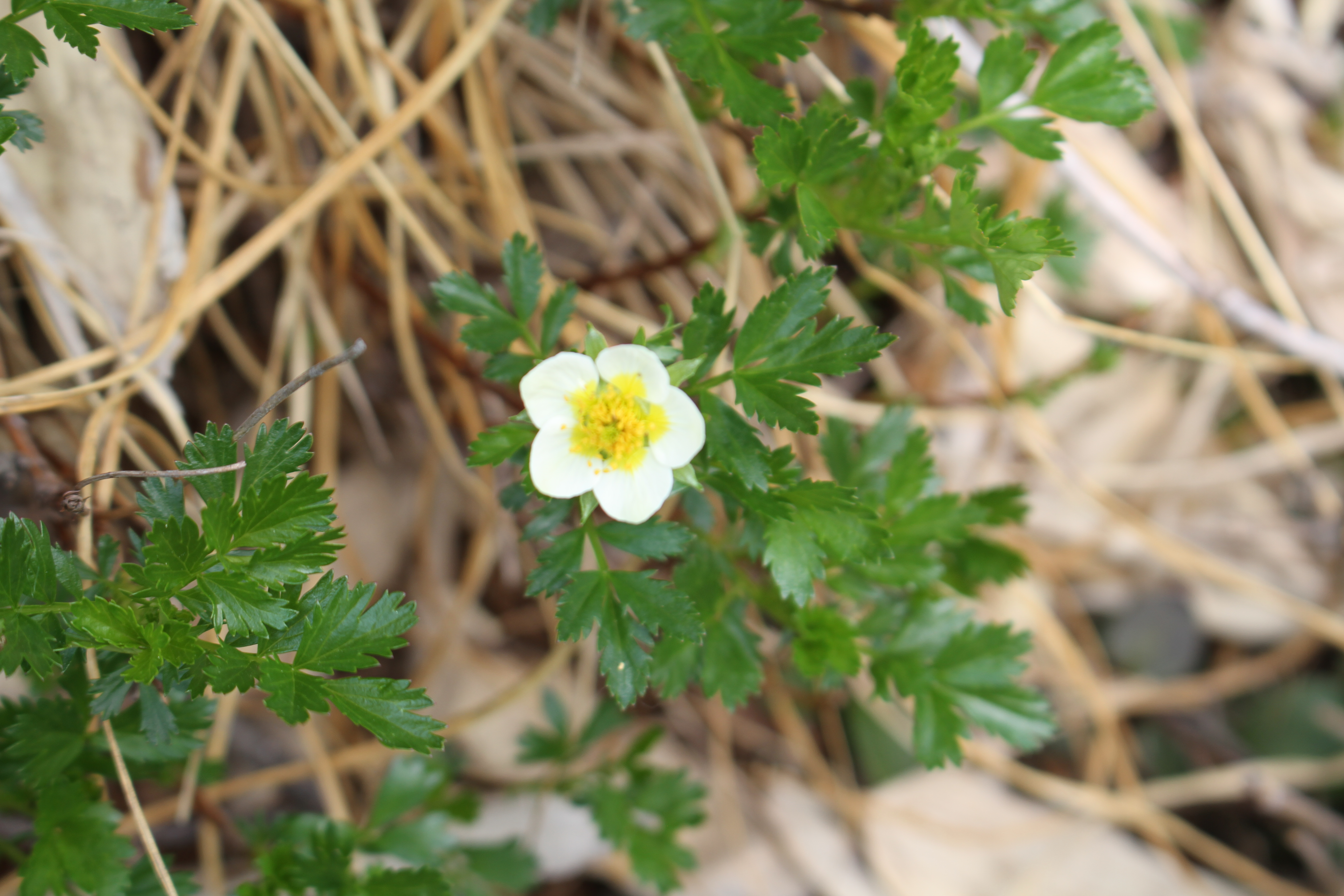 大日岳登山道の花や虫たち | 中部地方環境事務所 | 環境省