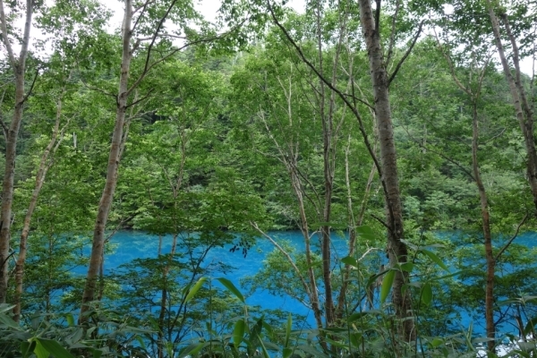 大沼池の青い水の色
