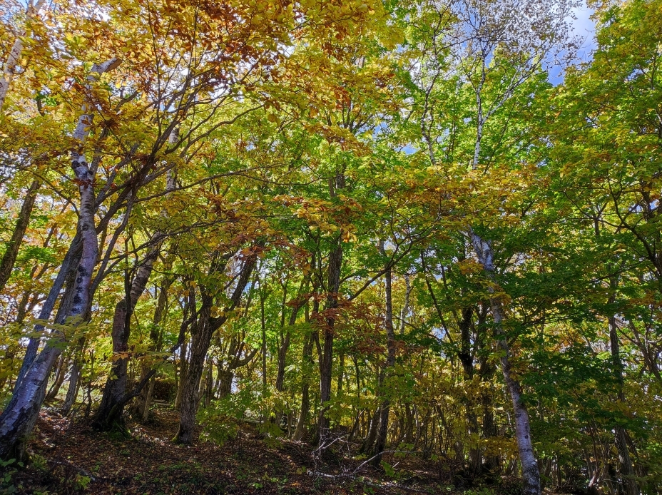 志賀高原管理官事務所の裏の樹林の紅葉