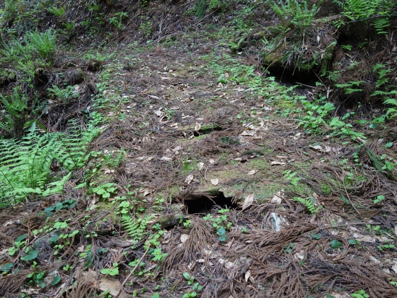 老朽化して穴が開いた橋