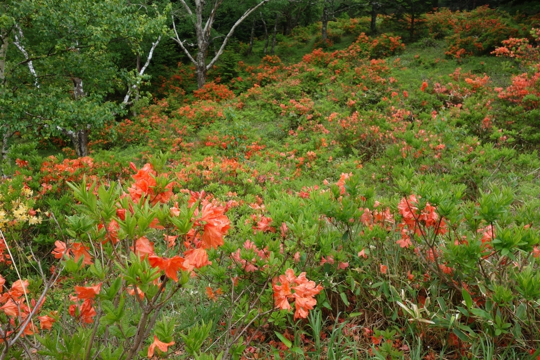 大池付近のレンゲツツジ