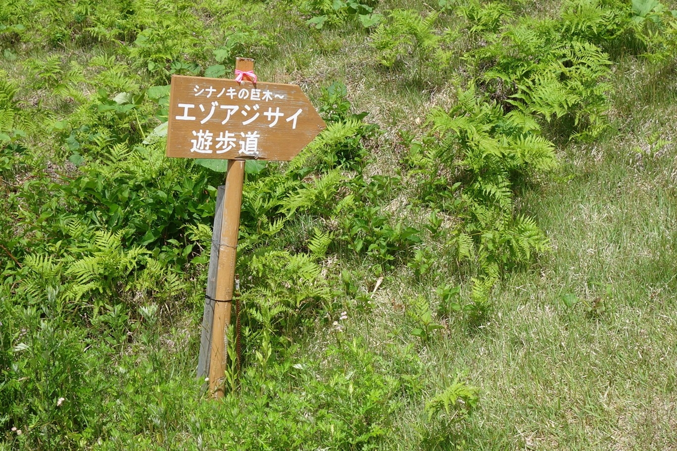 エゾアジサイ群生地の遊歩道の案内標識
