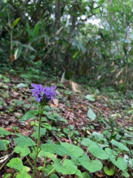 池の周りを散策します。