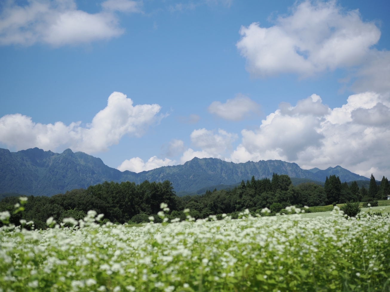 戸隠連峰とそば畑の写真