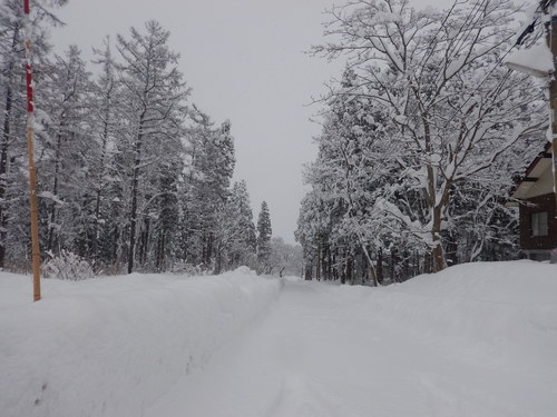 妙高高原自然保護官事務所前の積雪