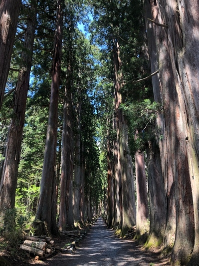 杉の巨木の参道