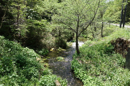 清水公園の渓流