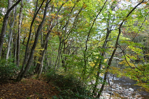 奥志賀渓谷の紅葉は色づき始め