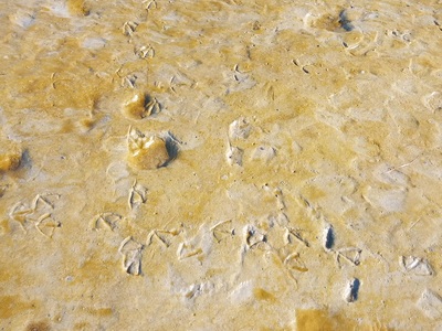 底泥表面　珪藻などが覆っている