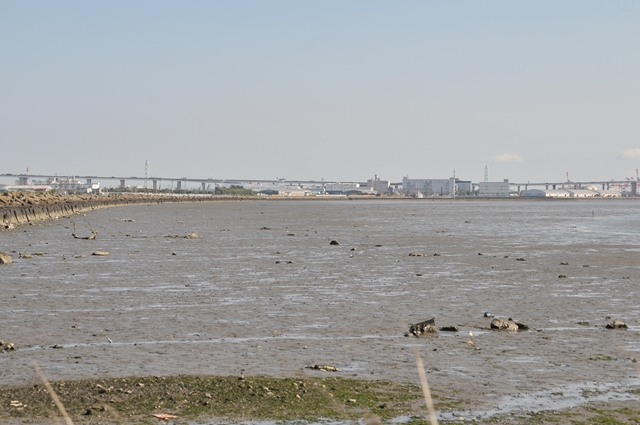 写真：新川河口干潟