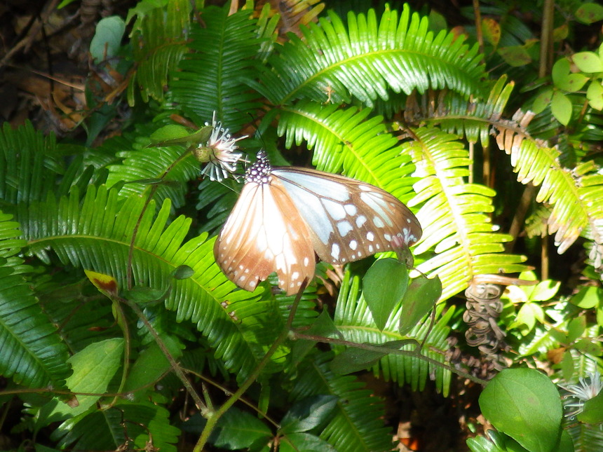 アサギマダラが花の蜜を吸っている写真です。アサギマダラは薄青と茶色の模様の羽根が美しい、渡りをする蝶です。