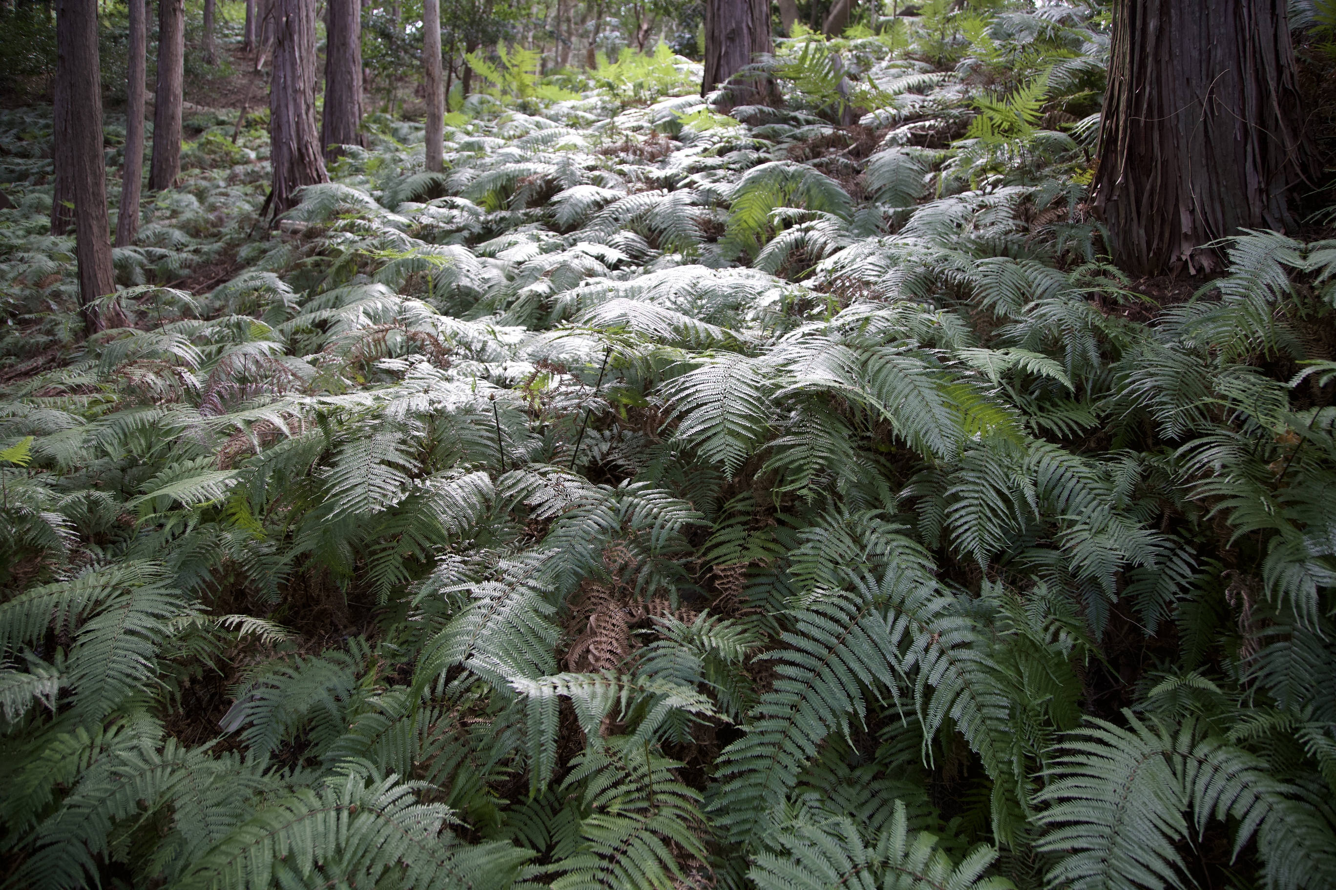 ウラジロとコシダが、林の下に広がっている写真です。どちらもシダの仲間で、横山ではよく見られます。