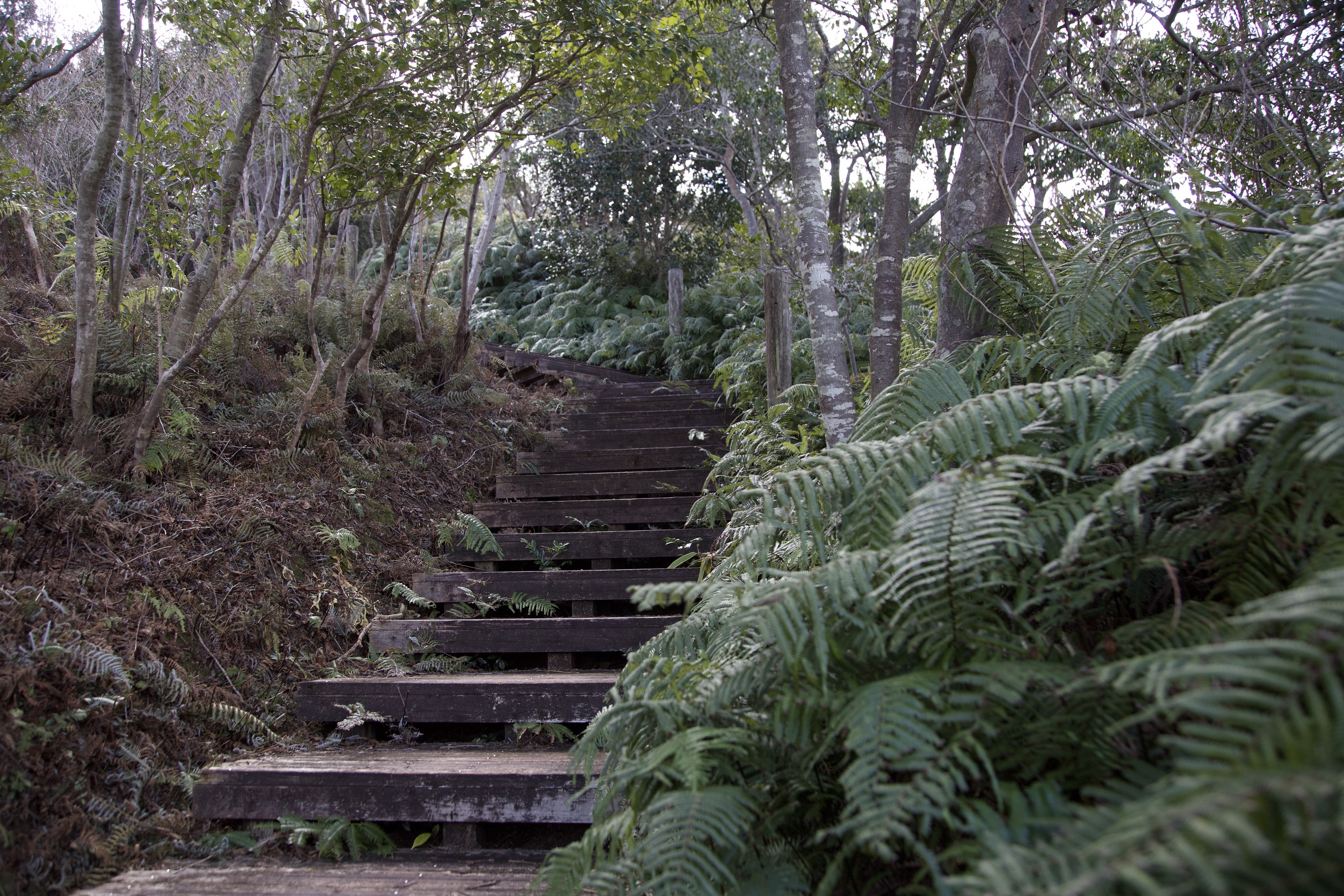 ウラジロとコシダの横を、木製の階段が通っています。この階段は、横山展望台へと続いています。