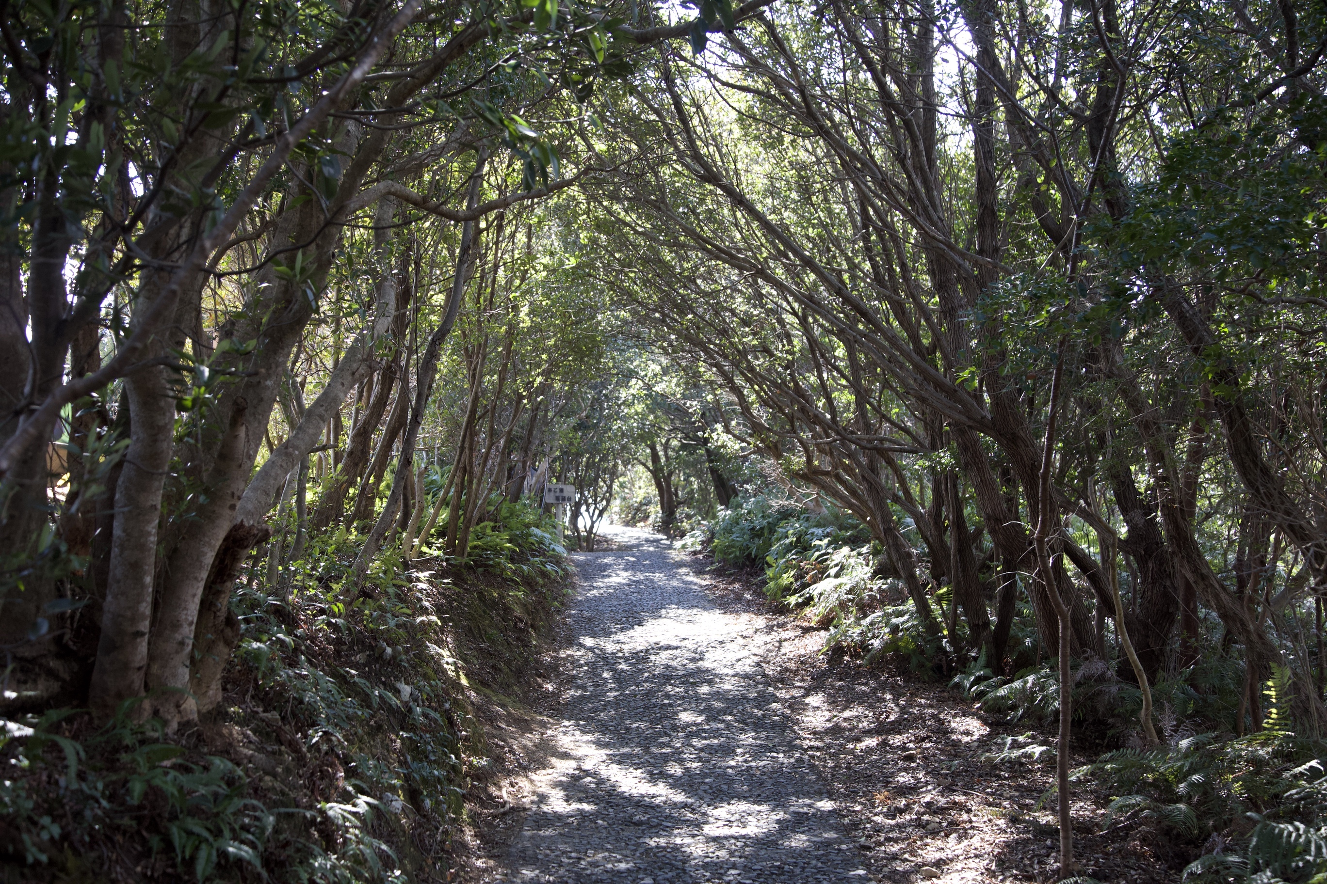 横山山頂へは、木々のあいだの道を歩くこともあります。木々が空を隠し、さながら木のトンネルのようですが、こもれ日がとても心地よいです。