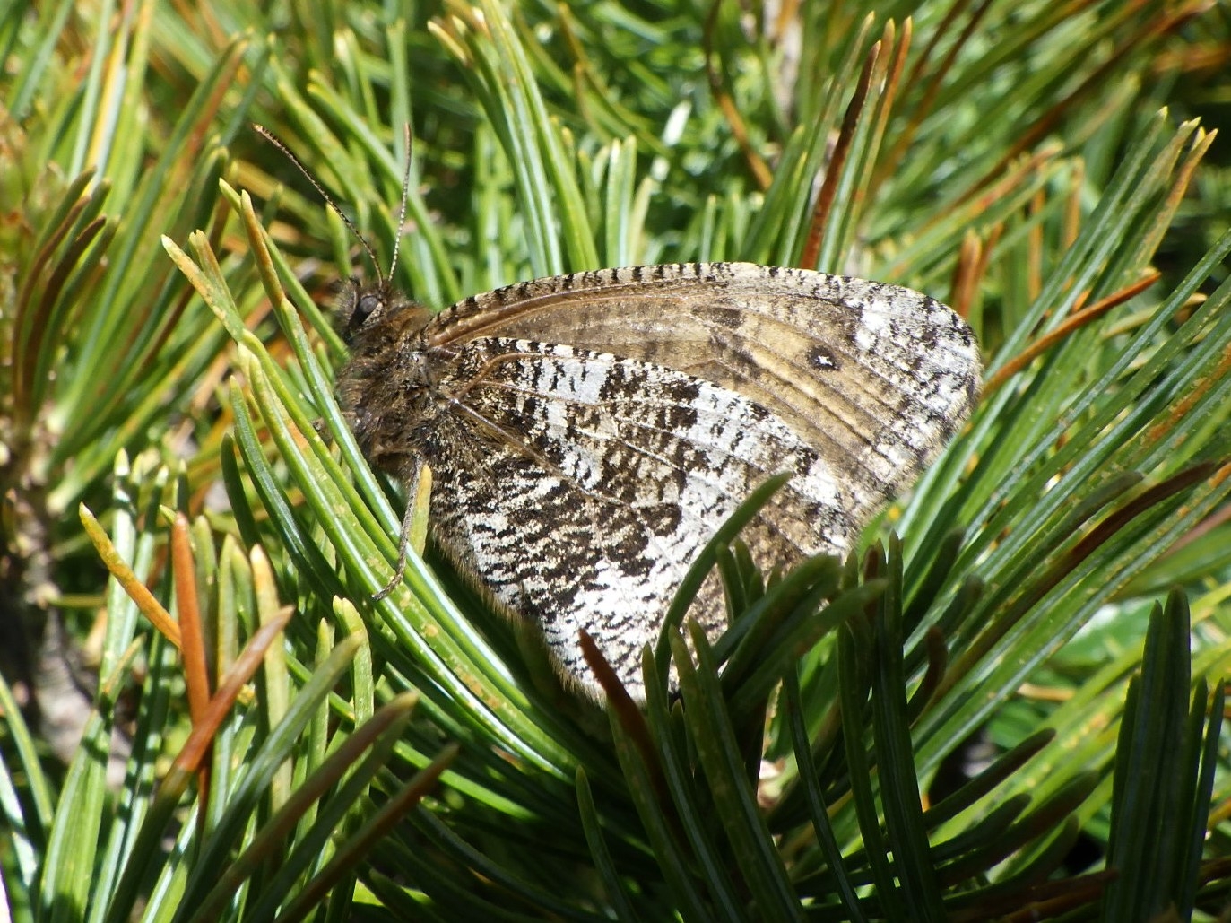 写真 2　タカネヒカゲ八ヶ岳亜種　メス成虫