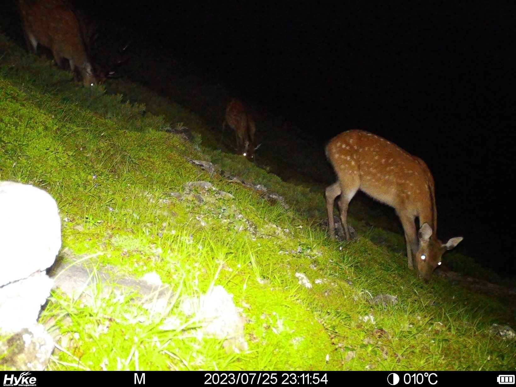 写真３ 生息地付近で確認されたニホンジカ